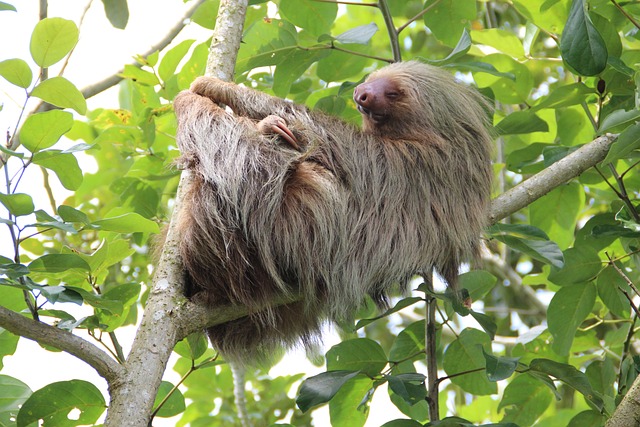 Preguiça da Costa Rica