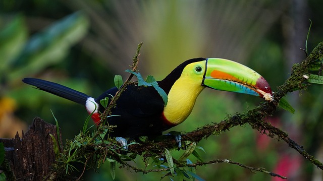 哥斯达黎加巨嘴鸟