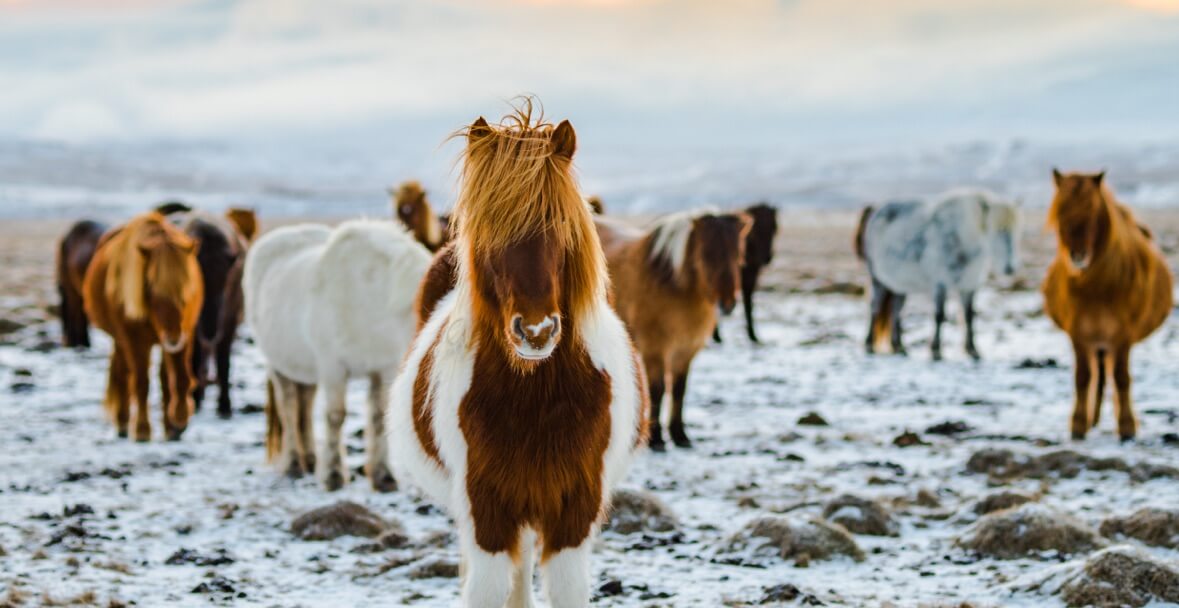 الخيول الايسلندية