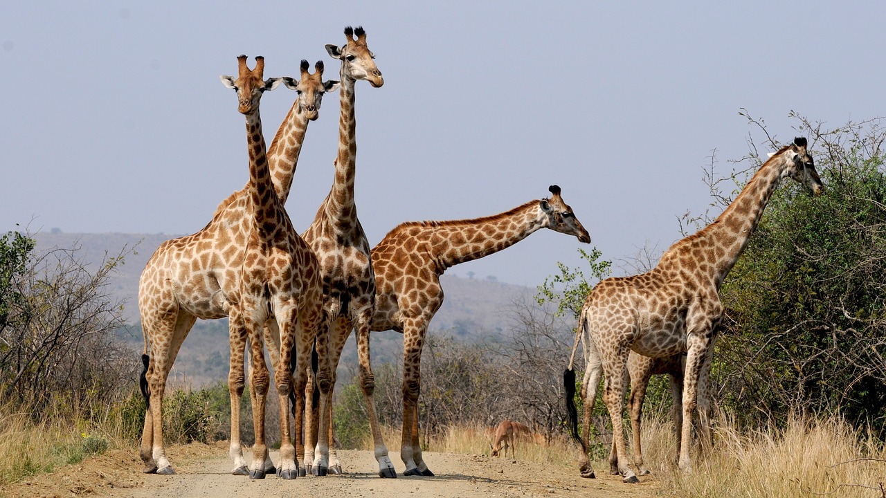 Safari 上的南非长颈鹿