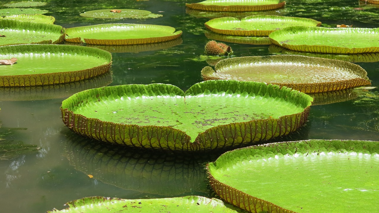 Mauritius