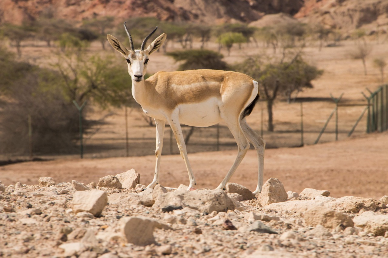 United Arab Emirates